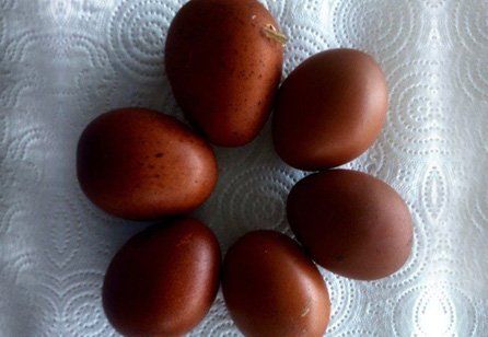 eggs