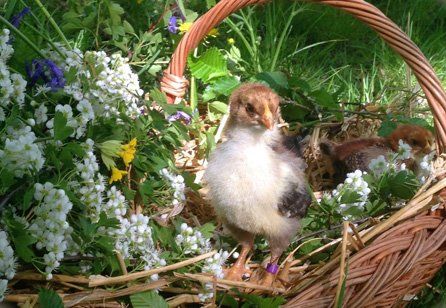 chicken