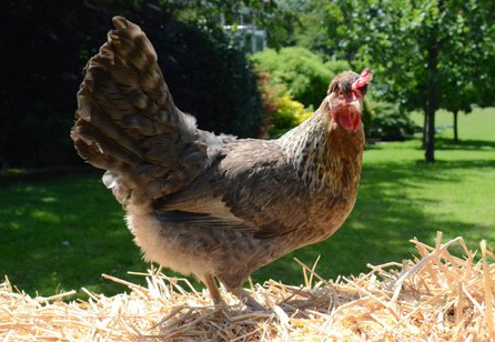 hen