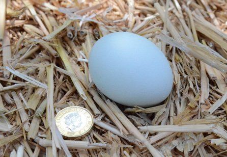 eggs