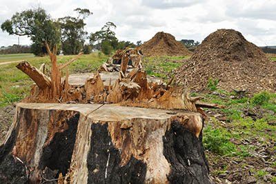 stump removal stump removal