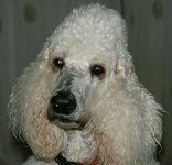 Picture of Buddy