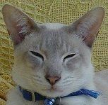 Picture of Hugo