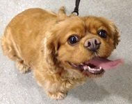 Picture of Molly