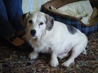 Picture of Oscar