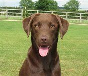 Picture of Pippa