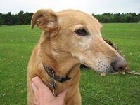 Picture of Scooby