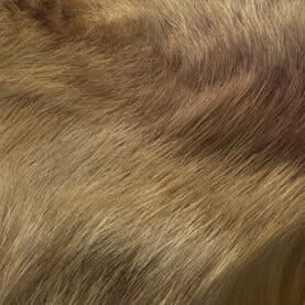 Fox fur Fox fur