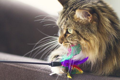 Gatto