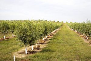 central valley2