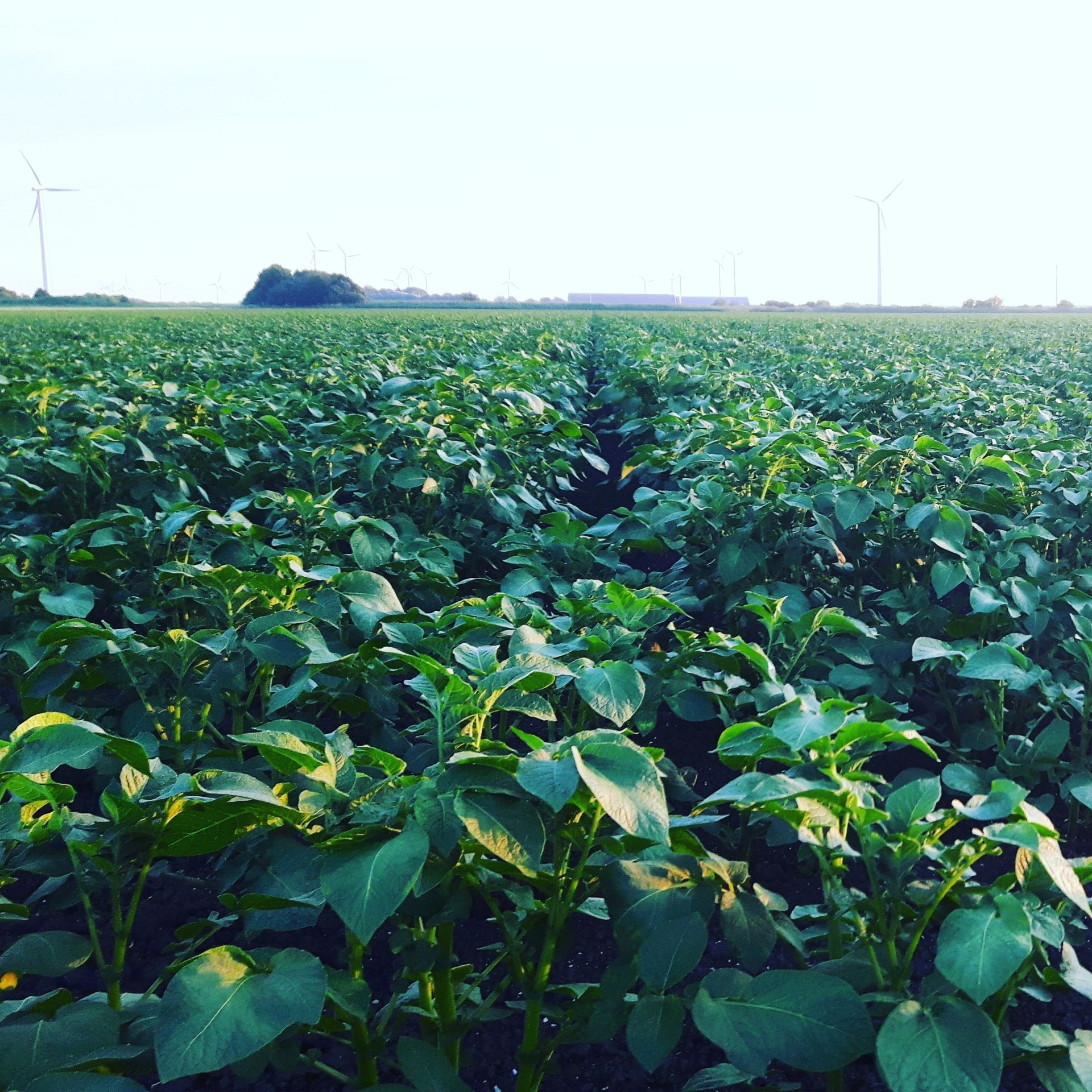 Aardappelen veld