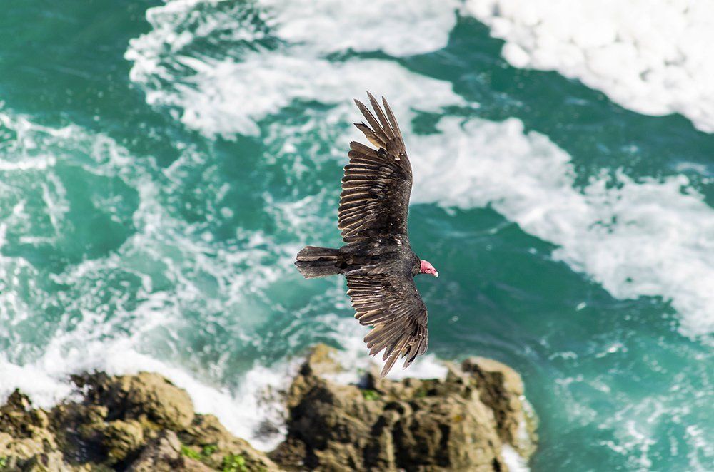 A dark vulture with red head soars over turquoise ocean waves and rocky cliff.