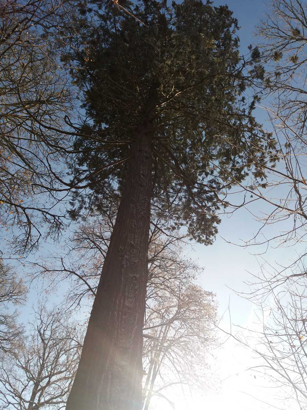 Omhoog kijkend naar een hoge boom waar de zon doorheen schijnt