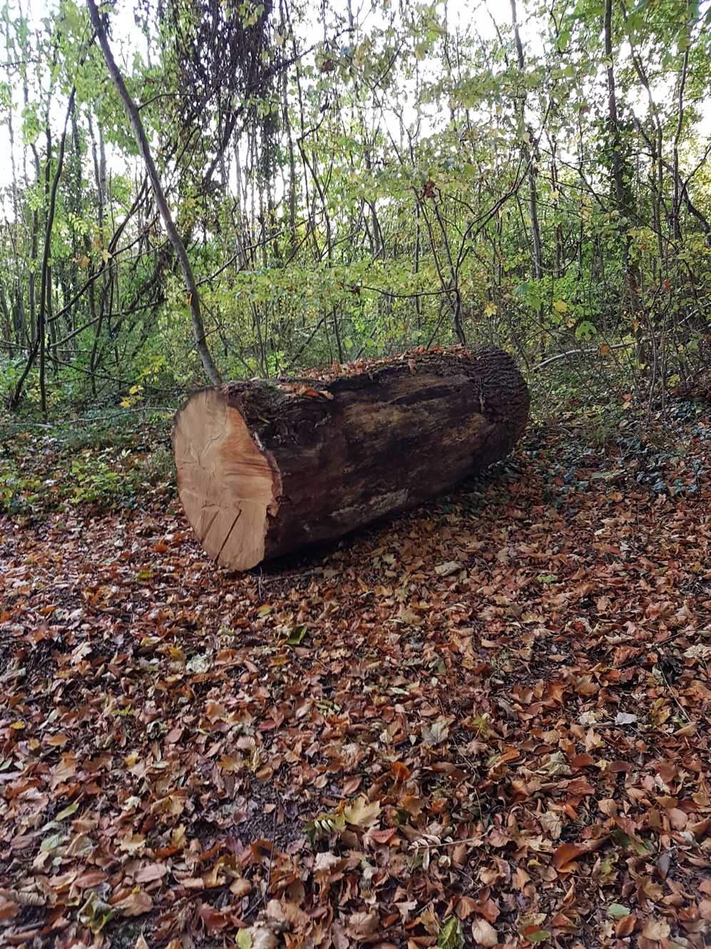 Een groot blok ligt op de grond in het bos