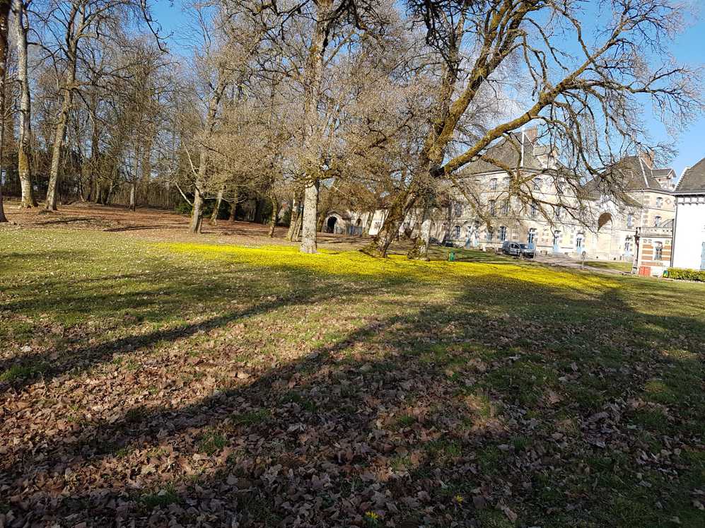 Een veld met veel bladeren op de grond en bomen op de achtergrond