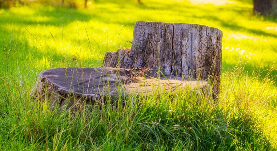 Tree Cabling — Professional Tree Cabling in South Kingstown, RI
