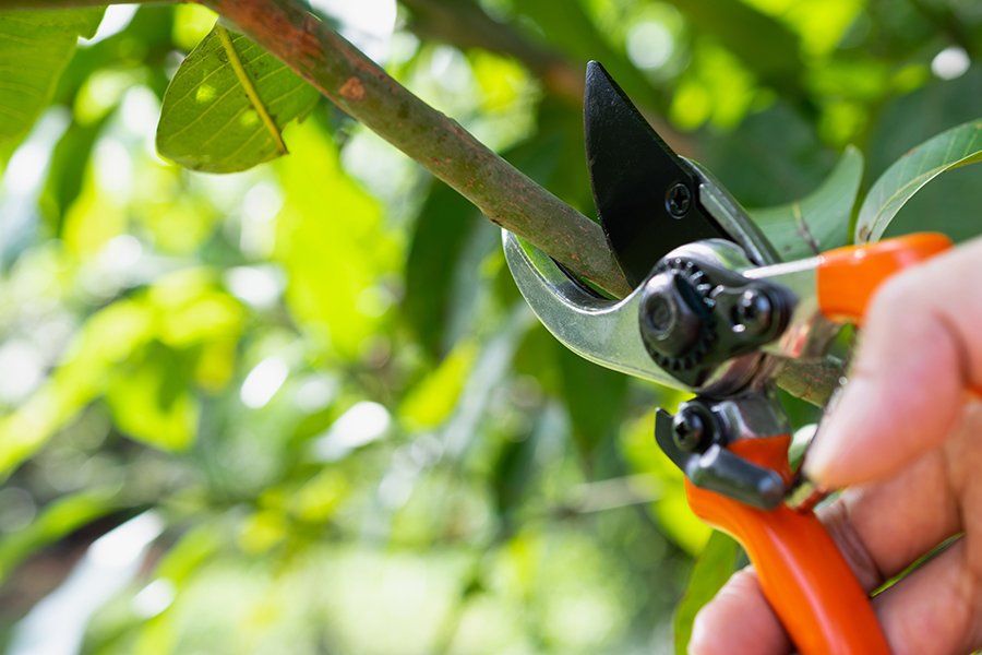 Hedge & Shrub Trimming — Close Up Hand of Person Holding Scissors in South Kingstown, RI