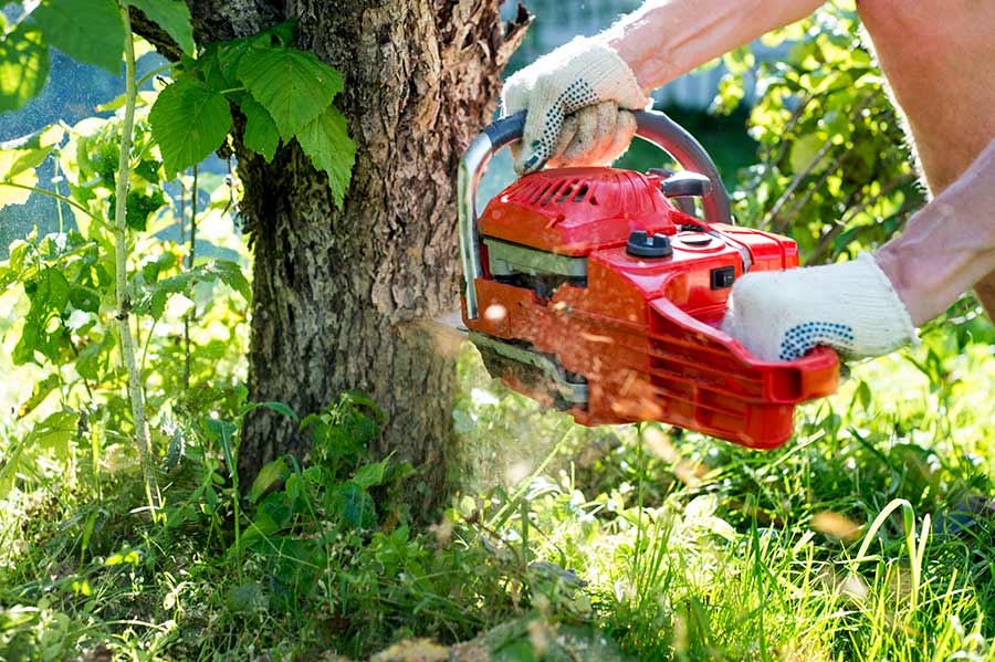 Tree Cabling — Professional Tree Cabling in South Kingstown, RI