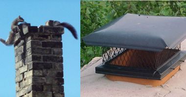 An Open Chimney is an Invitation to Animal Invaders