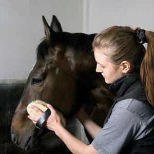 Horse care