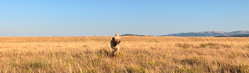 Tikka TIkka bounding in wheat fields in moore, montanta