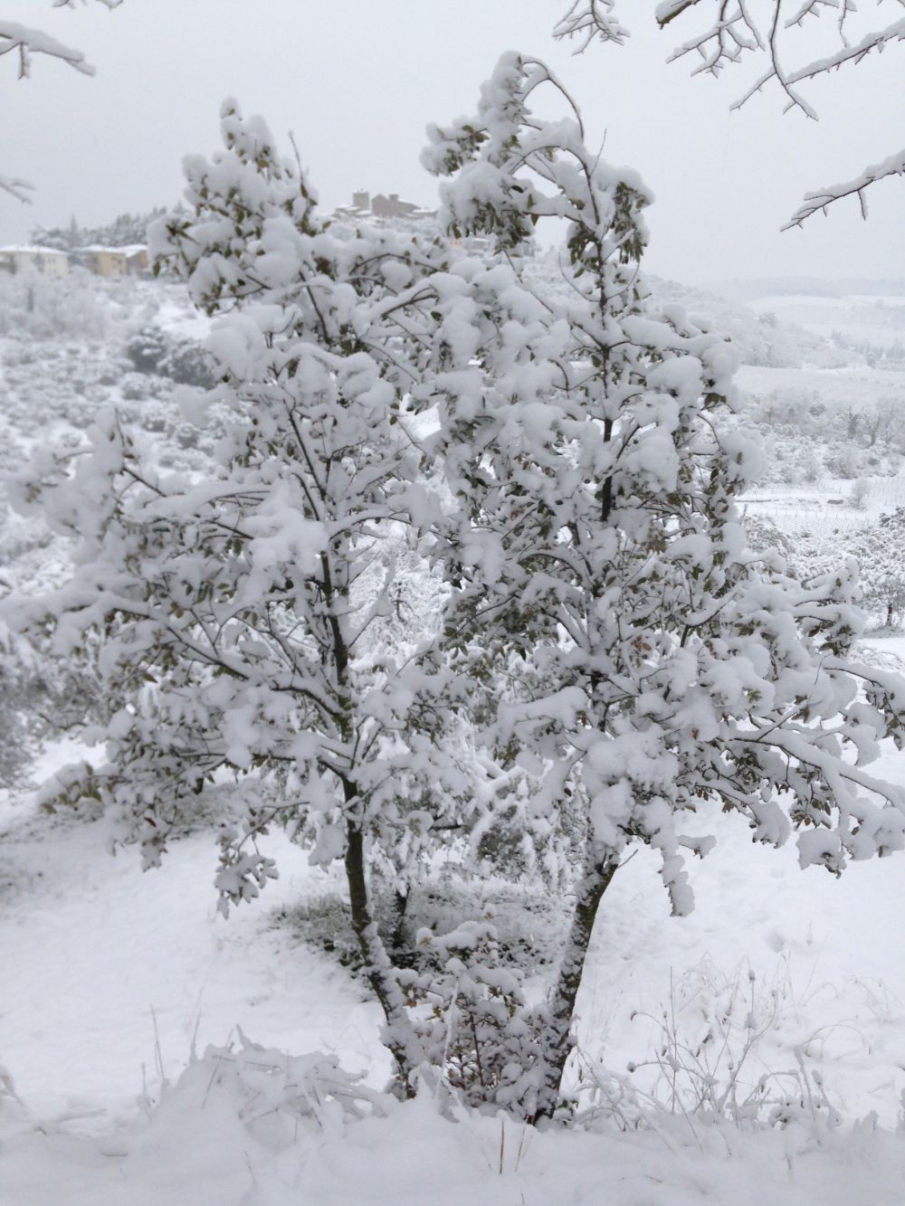 Cespuglio innevato