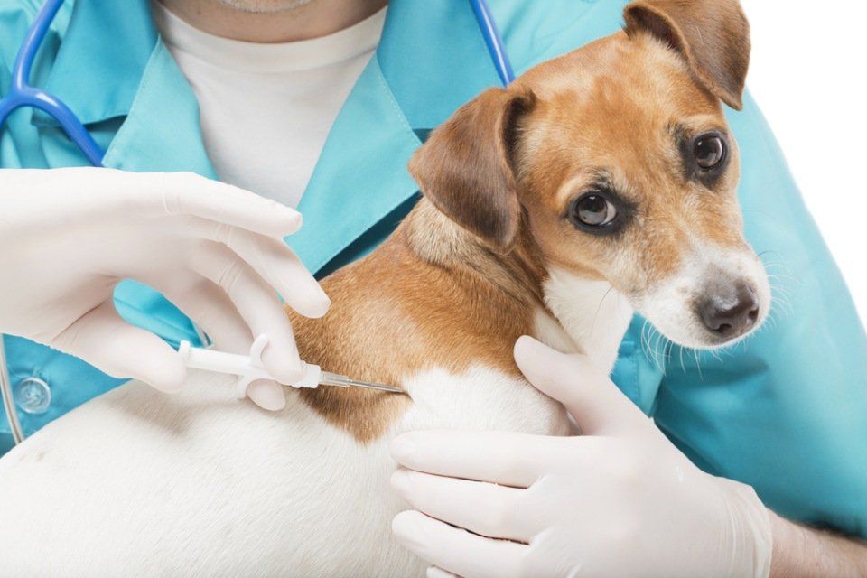 Impianto di microchip