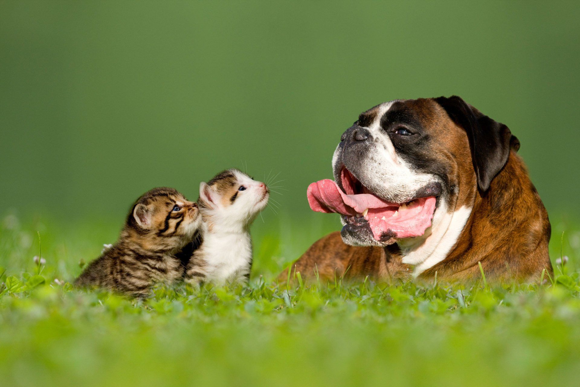 Dog Cat Happy