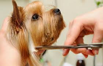 Full Groom