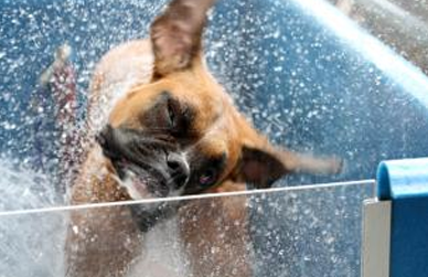 Dog Bath