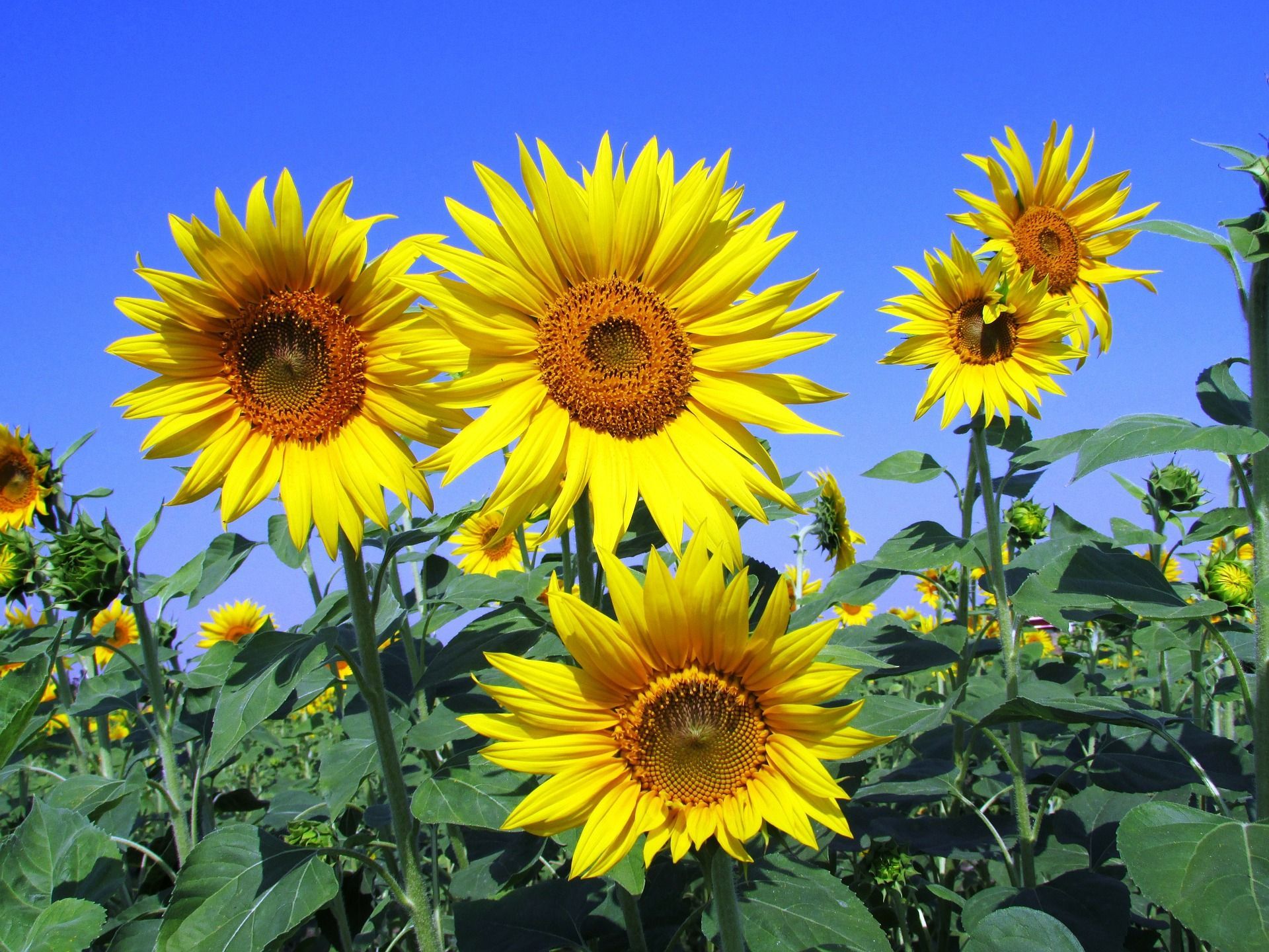 Leuchtend gelbe Sonnenblumen blühen auf einem Feld unter einem klaren blauen Himmel