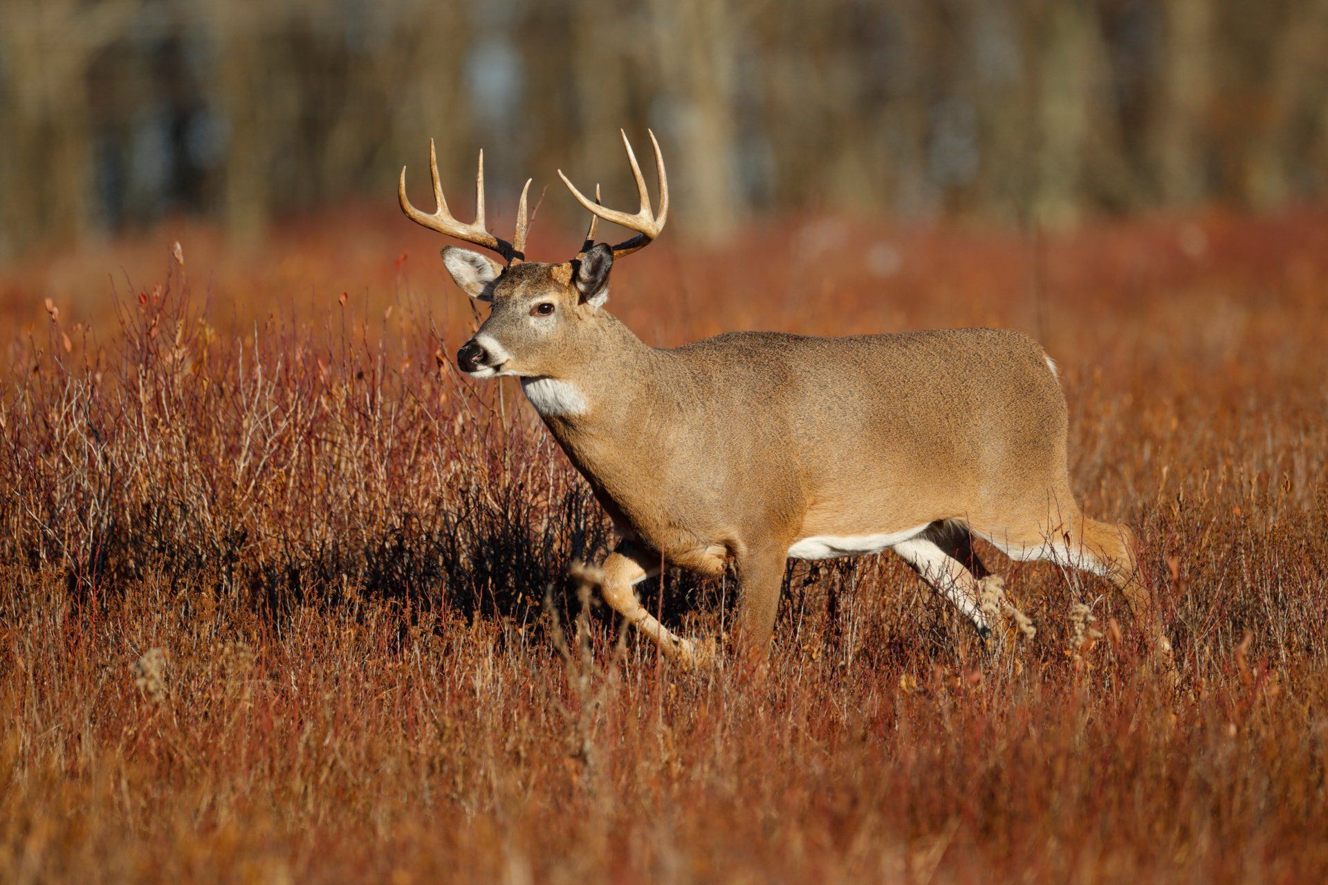 Wildlife Management Services