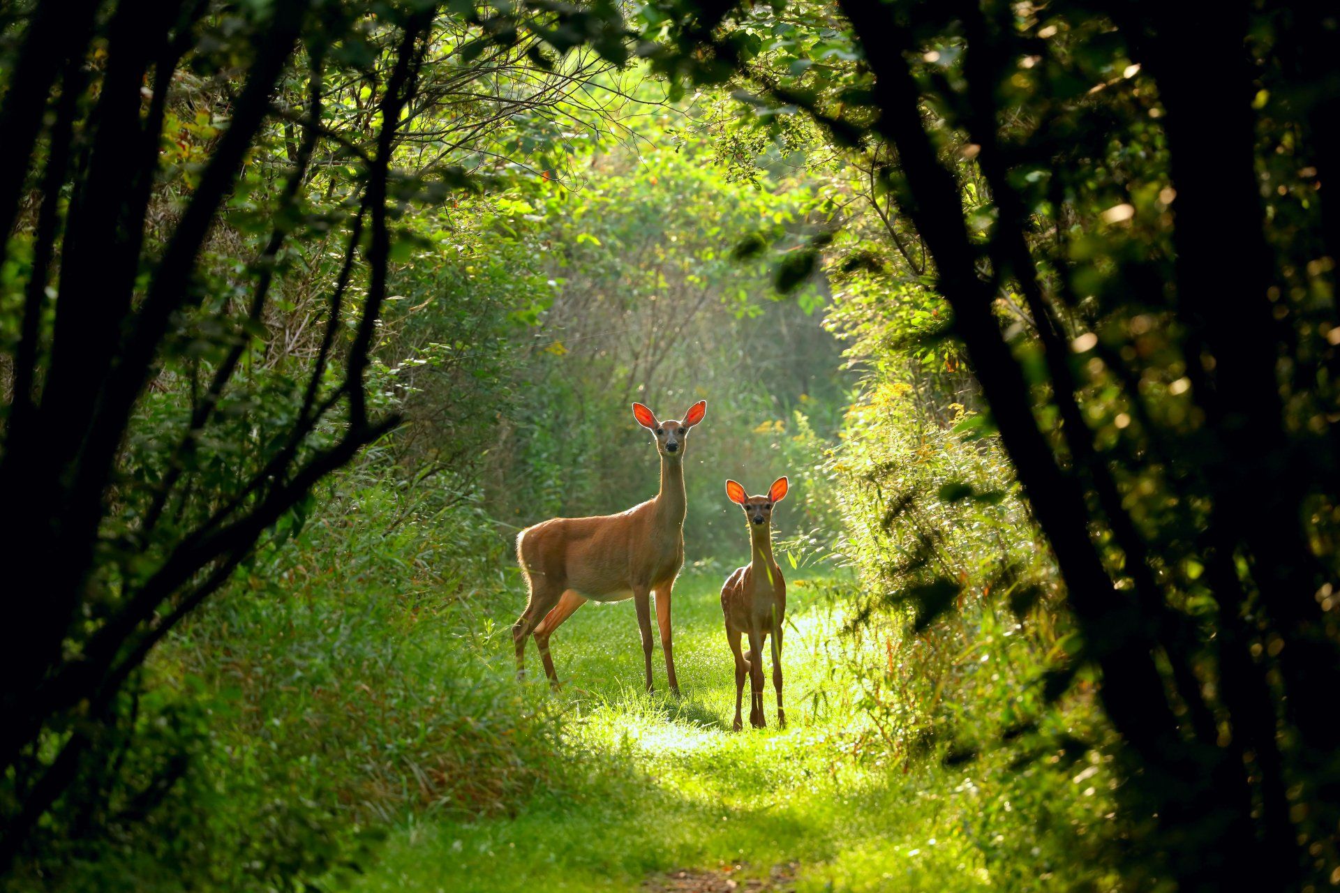 Wildlife Habitat Restoration