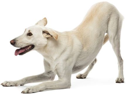 dog