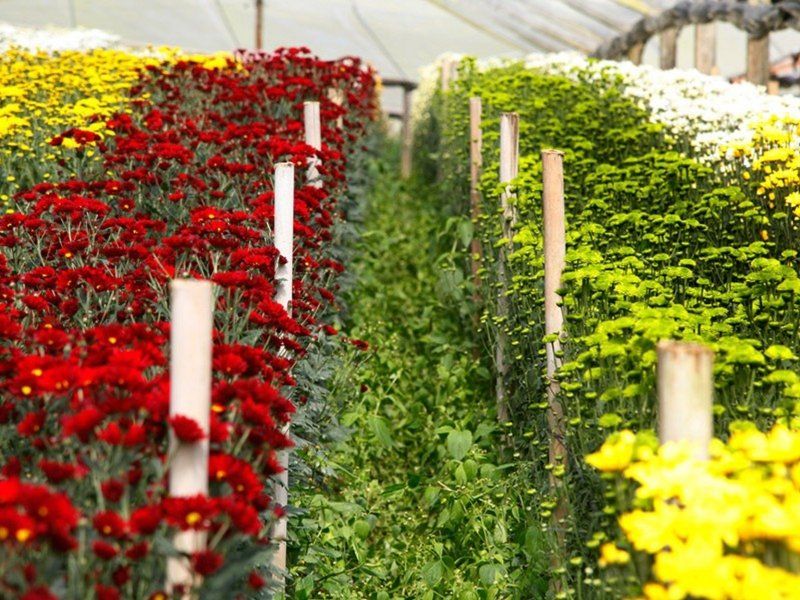 Fileiras de crisântemos coloridos em uma estufa, sustentadas por estacas de madeira. Flores vermelhas, verdes e amarelas desabrocham.