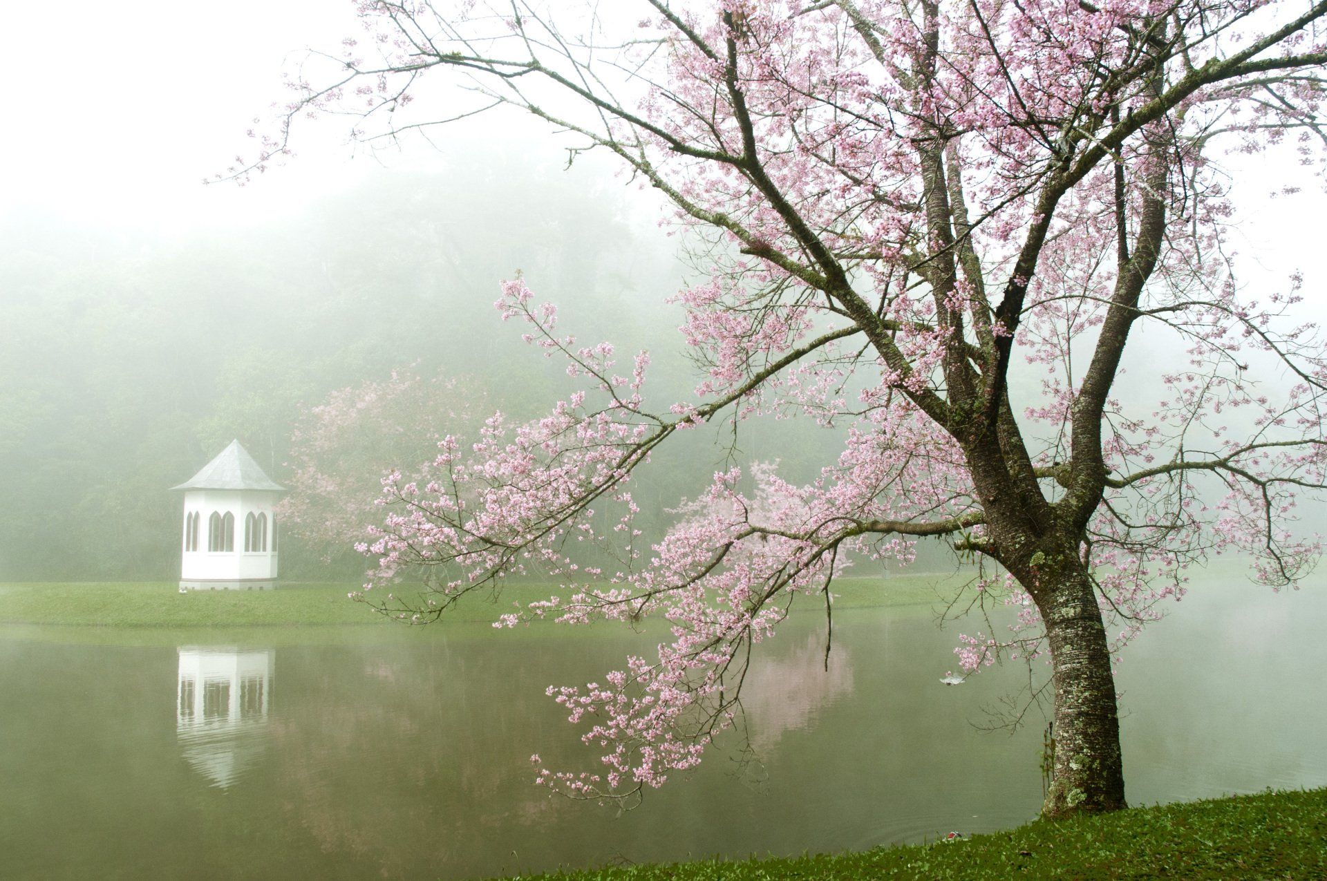 Árvore florida rosa à beira de um lago, mirante ao longe, neblina, céu nublado.