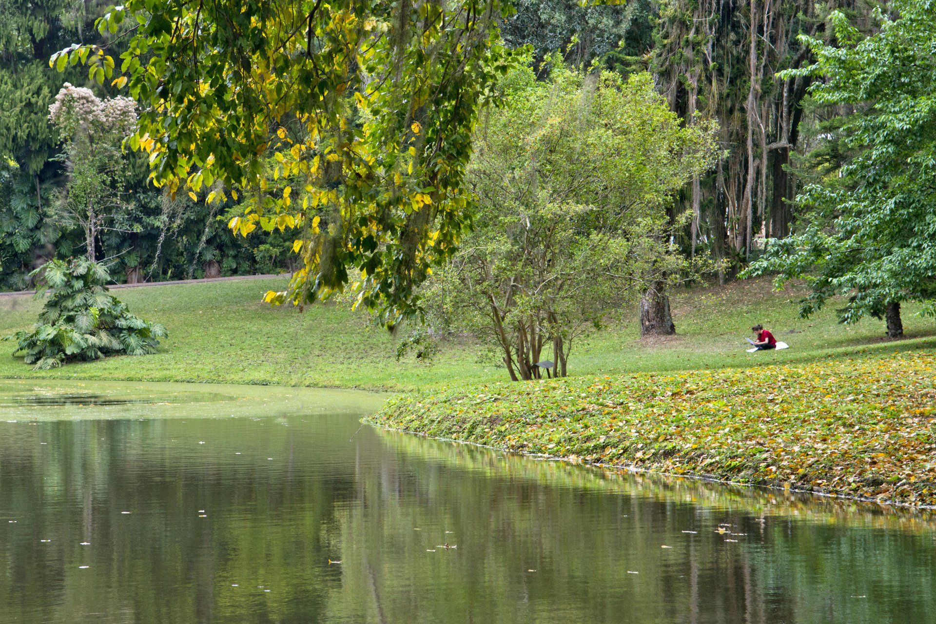 Cena de um parque verdejante com um lago que reflete as árvores. Uma pessoa está sentada na margem gramada.