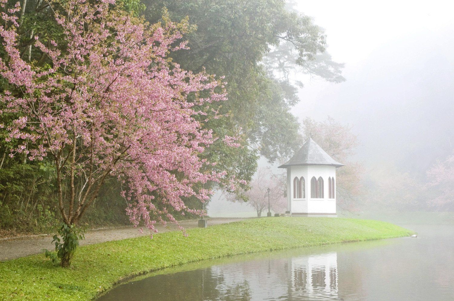Árvore florida rosa à beira de um lago, gazebo em um barranco gramado, dia enevoado.