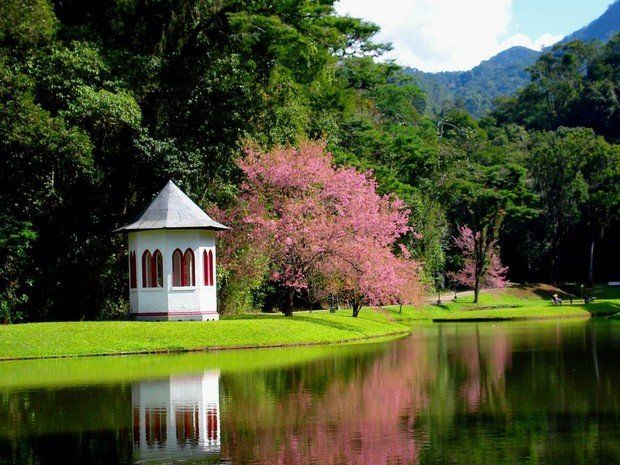 Um mirante à beira de um lago, cercado por árvores verdejantes com flores rosadas.