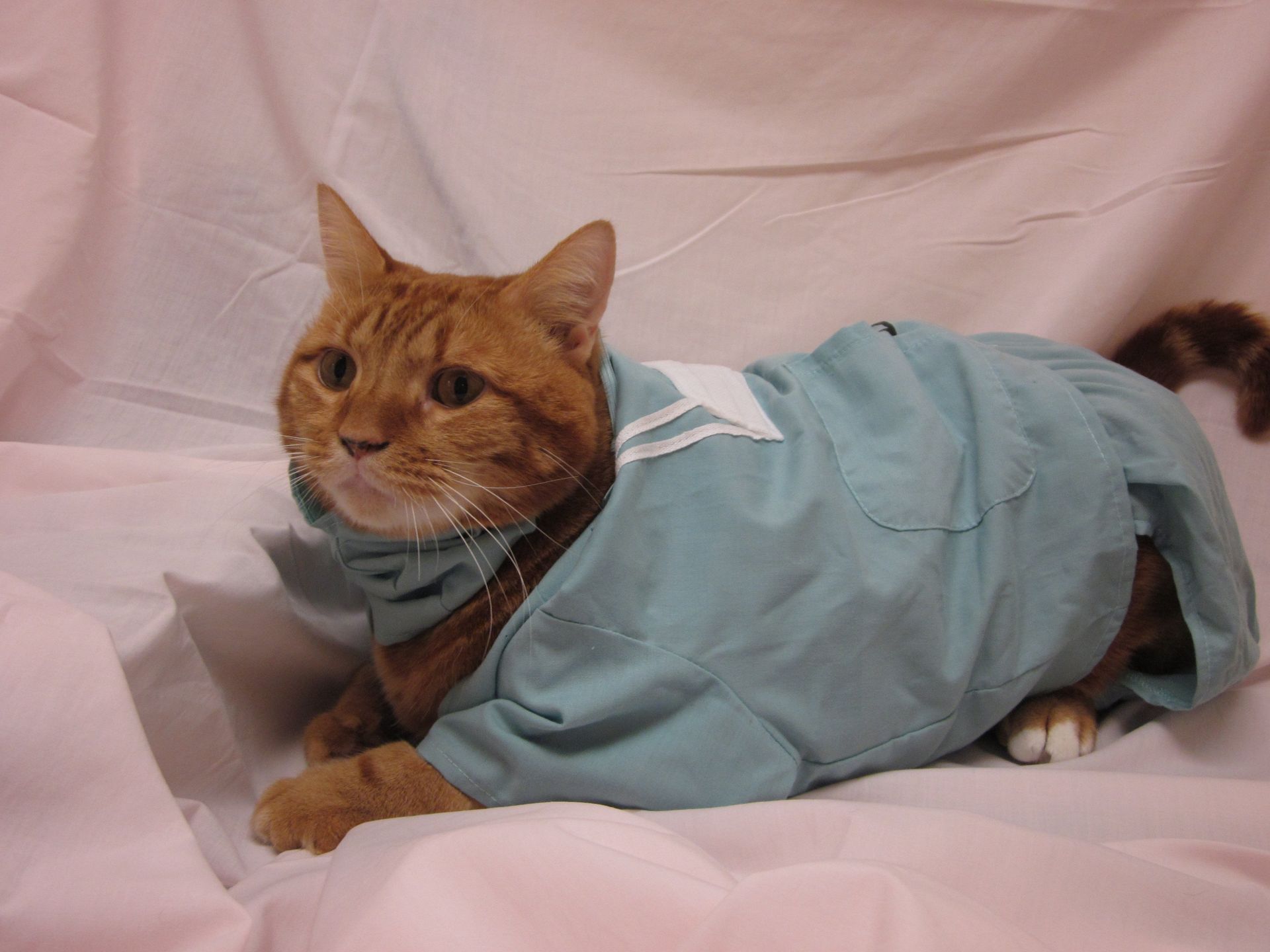 Cat in surgery gown
