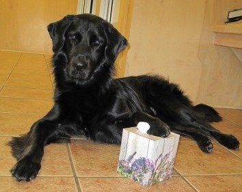 sick dog