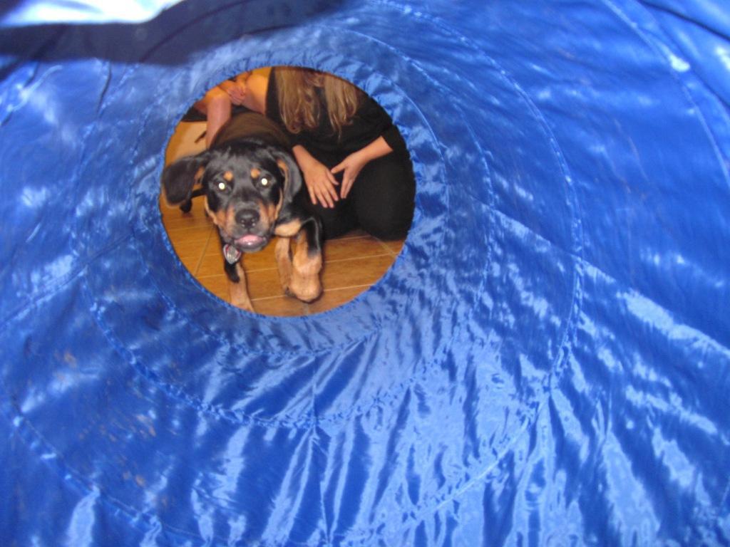 dog in doggy play park