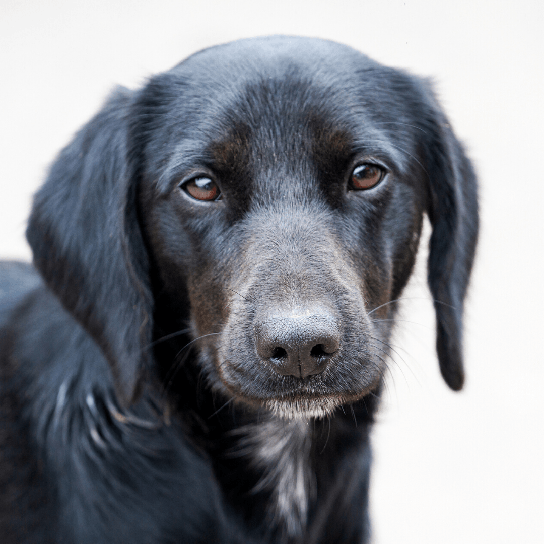 Spay and Neuter