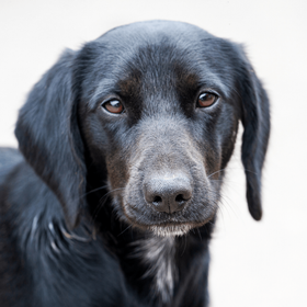 Black Dog Face