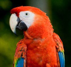 parrot parrot