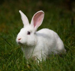 rabbit rabbit