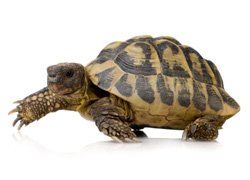 tortoise tortoise