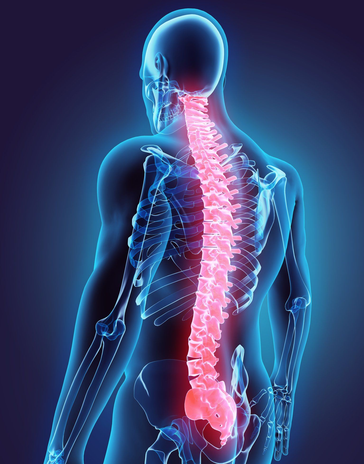 Human Spine — 3d Illustration Of The Human Spine in Concord, CA
