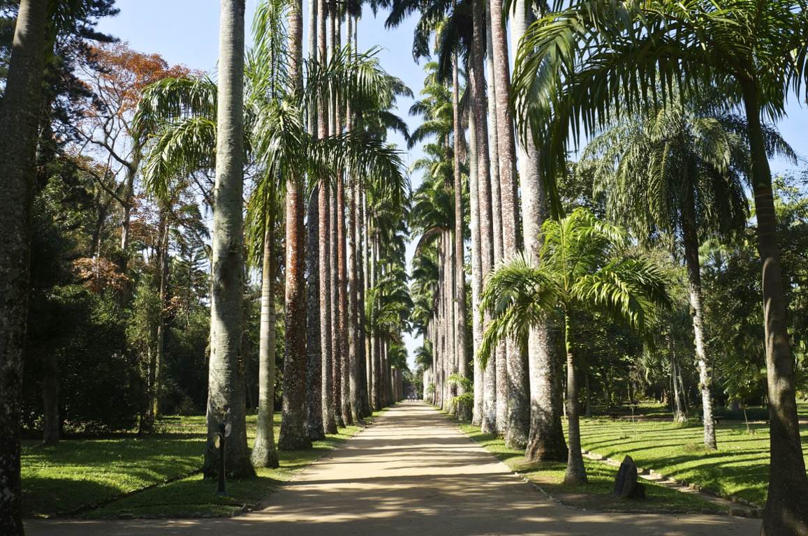 Uma estrada de terra ladeada por palmeiras em um parque.