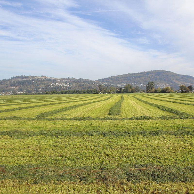 land